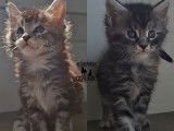 4 chatons Maine Coons LOOF d’août 2025 à vendre, mâles et femelles disponibles