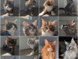 4 chatons Maine Coons LOOF d’août 2025 à vendre, mâles et femelles disponibles