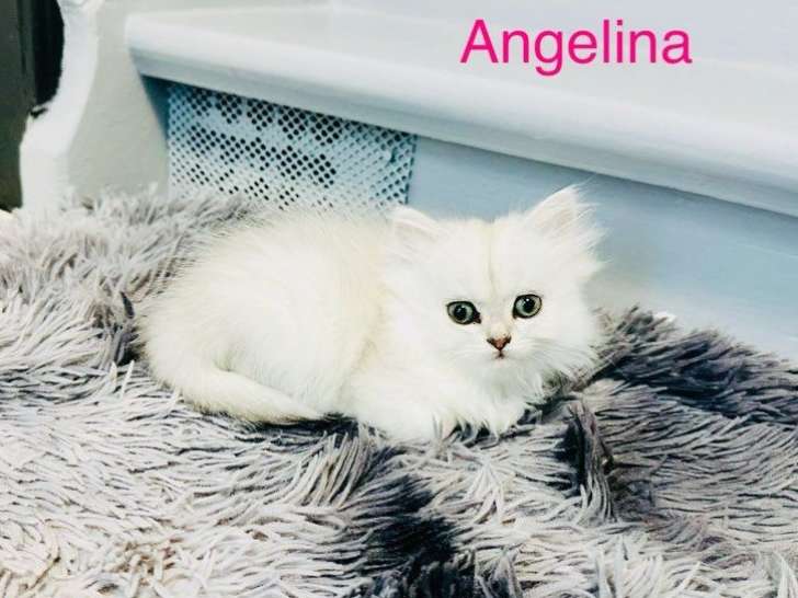 3 chatons femelles Persan Chinchilla à réserver, nés en juillet 2025