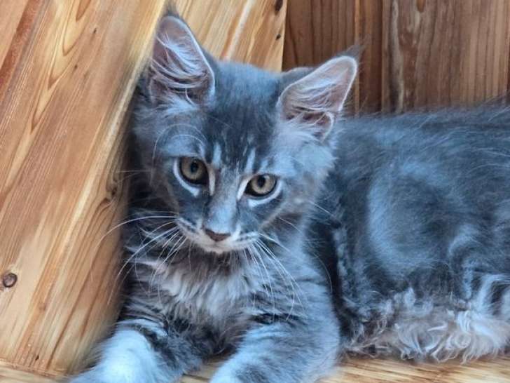 À vendre, chaton Maine Coon mâle blue silver blotched tabby de juin 2025, LOOF