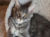 À vendre, chaton Maine Coon mâle blue silver blotched tabby de juin 2025, LOOF