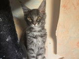 À vendre, chaton Maine Coon mâle blue silver blotched tabby de juin 2025, LOOF
