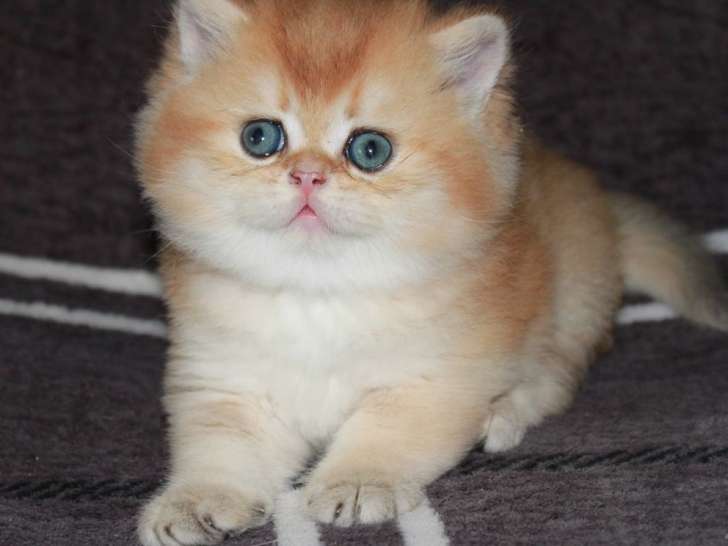 À réserver, 4 chatons British Shorthairs de juillet 2025, LOOF
