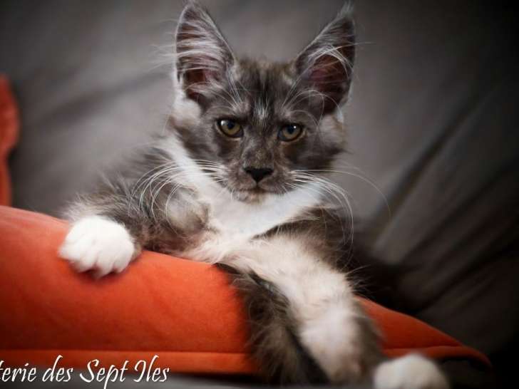 Maine Coon femelle black smoke et blanc de mai 2025, LOOF à réserver