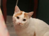 Funky, adorable chat blanc et roux à adopter en association