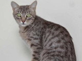 Taïka, chatte à adopter en association