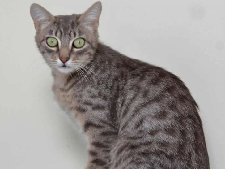 Taïka, chatte à adopter en association
