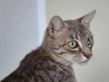 Taïka, chatte à adopter en association