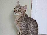 Taïka, chatte à adopter en association