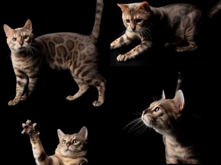 Disponible à la saillie, chat Bengal blue tabby point, double champion LOOF