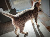 Disponible à la saillie, chat Bengal blue tabby point, double champion LOOF