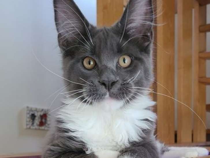 À vendre, 5 chatons Maine Coons nés en mai 2025, LOOF