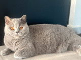 Une chatte British Shorthair lilac née en décembre 2021, LOOF, à vendre