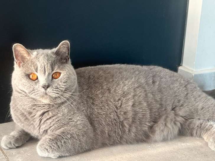 Une chatte British Shorthair lilac née en décembre 2021, LOOF, à vendre