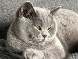 Une chatte British Shorthair lilac née en décembre 2021, LOOF, à vendre