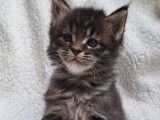 À réserver, 2 chatons Maine Coons brown de septembre 2025, LOOF