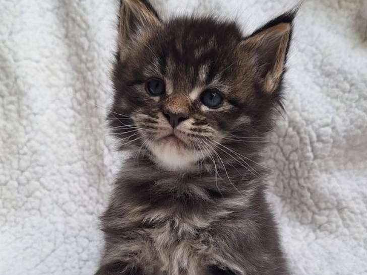 À réserver, 2 chatons Maine Coons brown de septembre 2025, LOOF