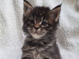 À réserver, 2 chatons Maine Coons brown de septembre 2025, LOOF