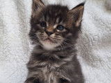 À réserver, 2 chatons Maine Coons brown de septembre 2025, LOOF