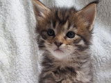 À réserver, 2 chatons Maine Coons brown de septembre 2025, LOOF