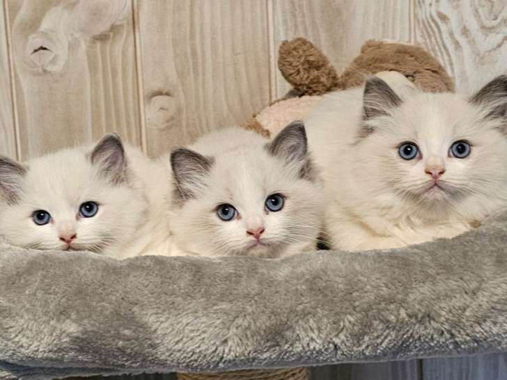 À vendre, des chatons Ragdolls bicolores LOOF, mâles et femelles disponibles