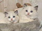 À vendre, des chatons Ragdolls bicolores LOOF, mâles et femelles disponibles