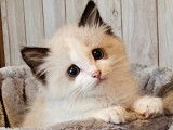 À vendre, des chatons Ragdolls bicolores LOOF, mâles et femelles disponibles
