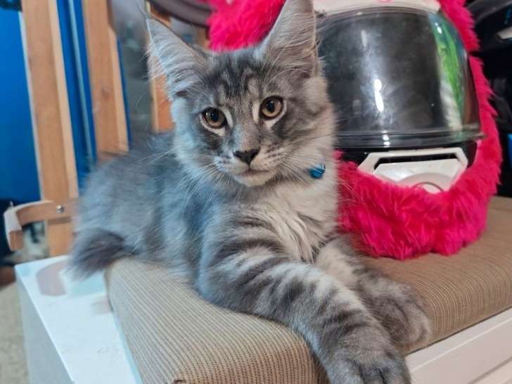 Vente de 2 chatons mâles Maine Coons LOOF nés en juin 2025
