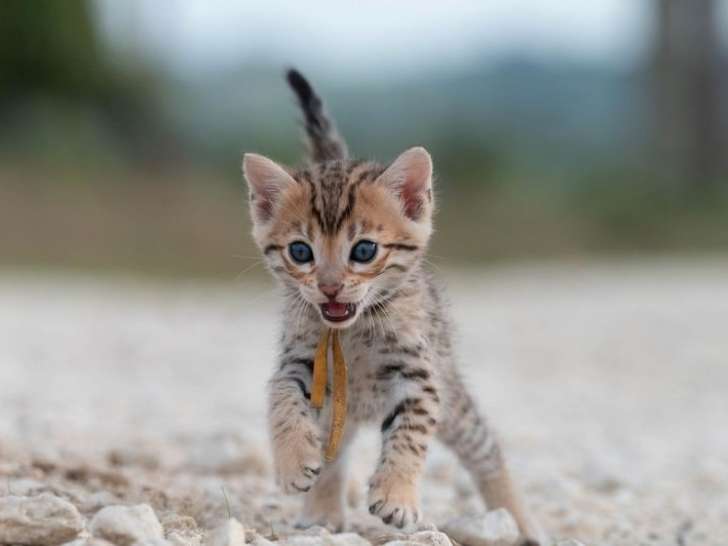 Réservation ouverte pour 4 chatons Bengals LOOF