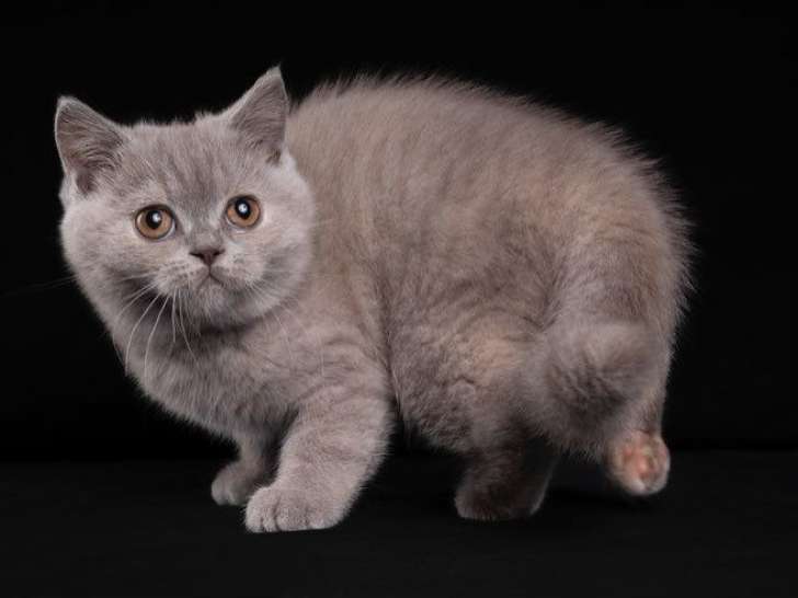 British Shorthairs LOOF à vendre, 1 mâle et 1 femelle nés en mai 2025
