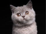 British Shorthairs LOOF à vendre, 1 mâle et 1 femelle nés en mai 2025