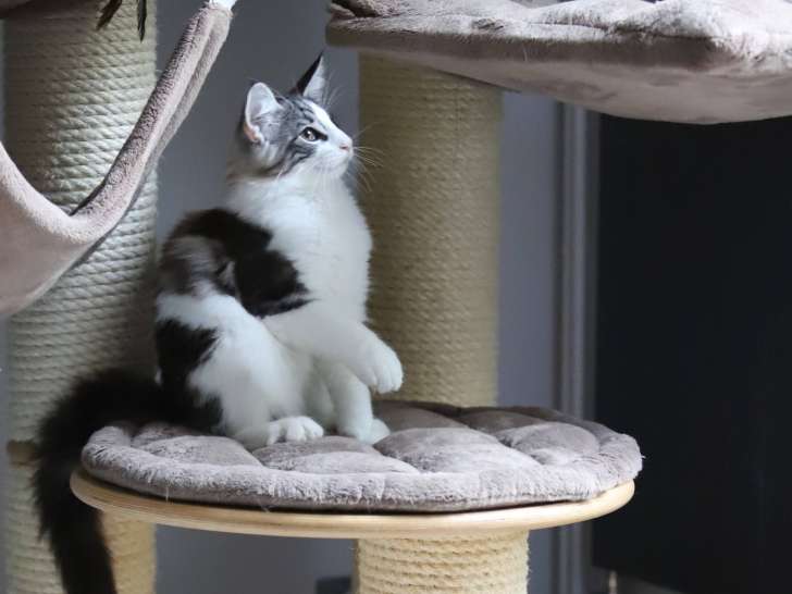 Chaton Norvégien à vendre