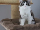 Chaton Norvégien à vendre