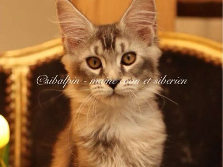 1 chaton femelle Maine Coon black silver ticked tabby LOOF à vendre, née en juin 2025