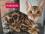 4 chatons Bengals à vendre, LOOF, nés en mai 2025