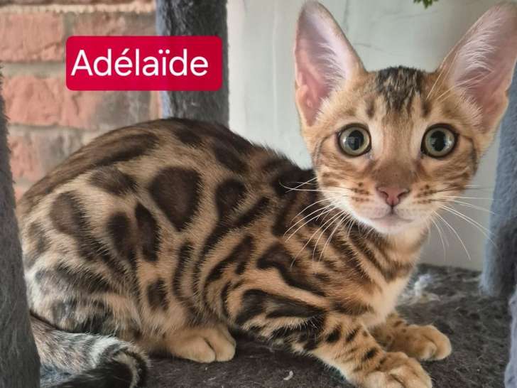 4 chatons Bengals à vendre, LOOF, nés en mai 2025