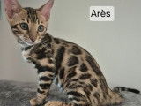 4 chatons Bengals à vendre, LOOF, nés en mai 2025