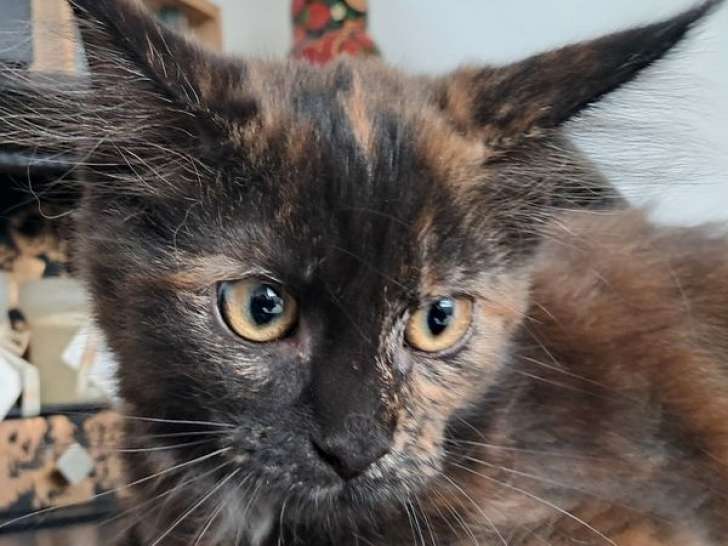 Une chatonne Maine Coon black tortie LOOF à vendre
