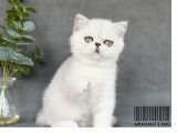 1 chaton mâle Exotic Shorthair silver shaded LOOF à vendre, né en juin 2025