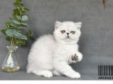 1 chaton mâle Exotic Shorthair silver shaded LOOF à vendre, né en juin 2025