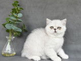 1 chaton mâle Exotic Shorthair silver shaded LOOF à vendre, né en juin 2025