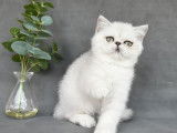 1 chaton mâle Exotic Shorthair silver shaded LOOF à vendre, né en juin 2025