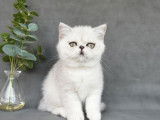 1 chaton mâle Exotic Shorthair silver shaded LOOF à vendre, né en juin 2025