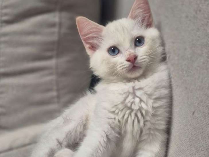 2 chatons Ragdolls LOOF à réserver