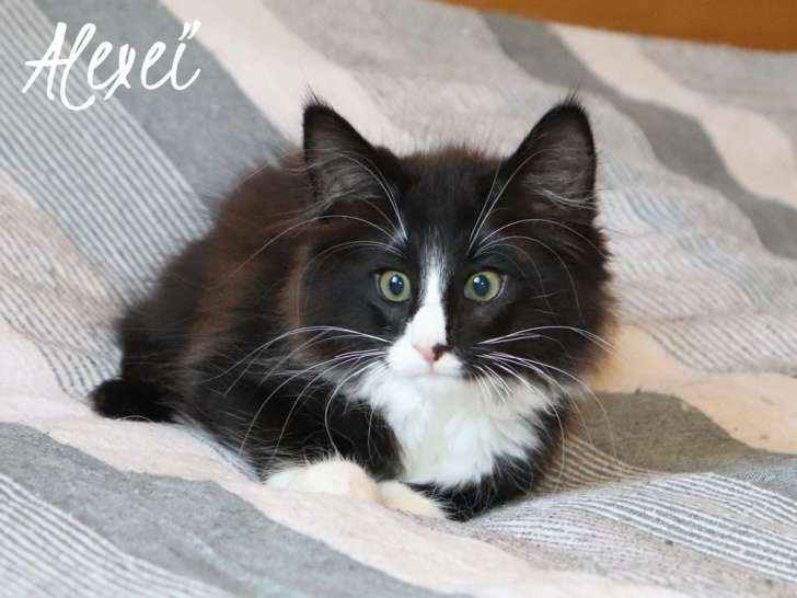 1 chaton mâle Norvégien noir et blanc LOOF à vendre, né en avril 2025