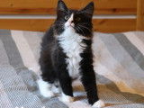 1 chaton mâle Norvégien noir et blanc LOOF à vendre, né en avril 2025