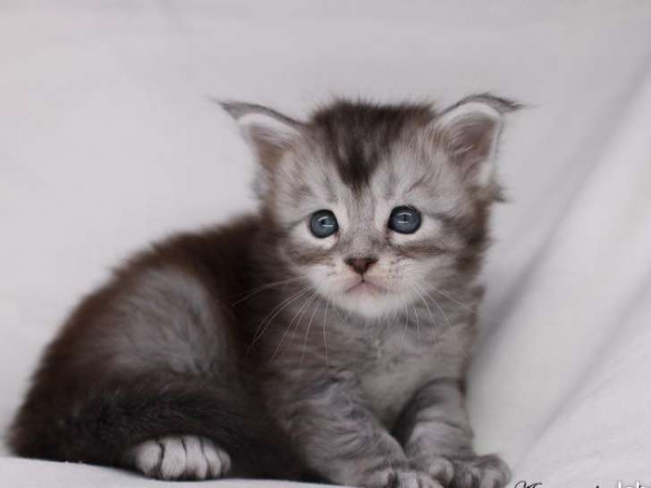 2 chatons Maine Coons LOOF à réserver, mâle et femelle black silver ticked tabby polydactyles nés en août 2025