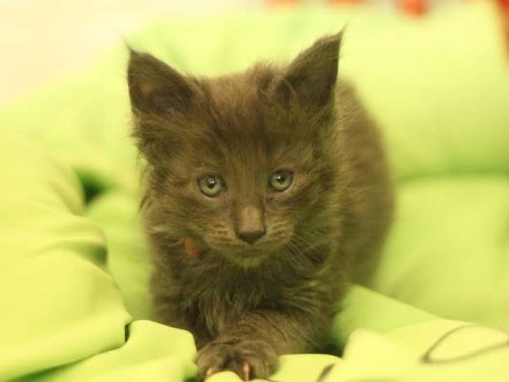 Une chatonne Maine Coon LOOF à réserver, née en juillet 2025