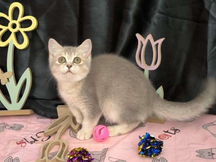 À vendre, 1 chaton femelle British Shorthair LOOF de couleur non précisée, née en avril 2025
