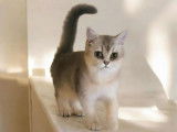 À vendre, 1 jeune femelle British Shorthair LOOF